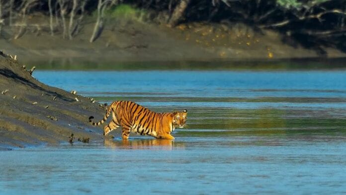 Sundarbans tourism master plan