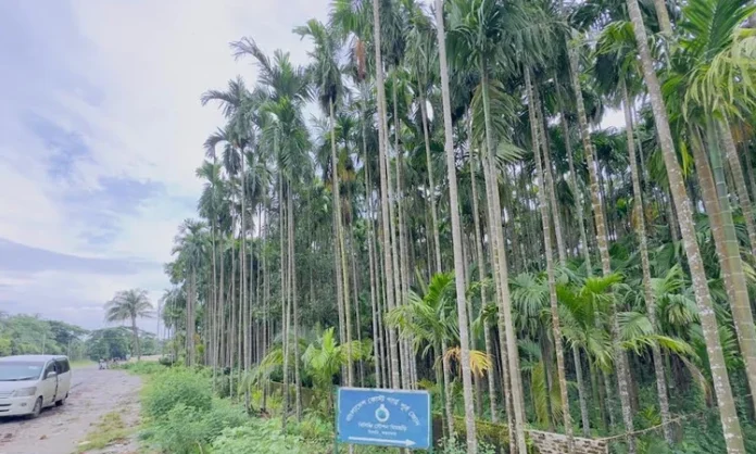 #Cox'sBazar #betelNut #Bangladesh